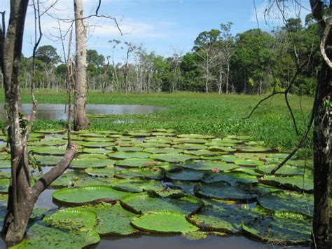 500 presas amenazan con ahogar el Amazonas | Ciencia | EL PAÍS