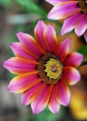52 Fotos de Flores Bonitas Que No Te Puedes Perder ...