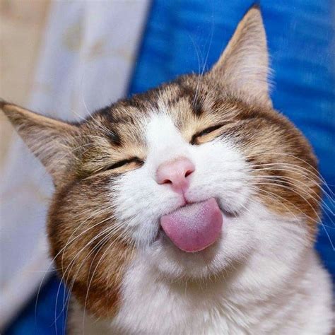 53 Animals Being Cute And Comical | CutesyPooh | Funny cat ...