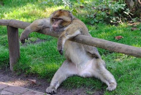 53 Funny Monkey Pictures That Prove Monkeys Are Just ...