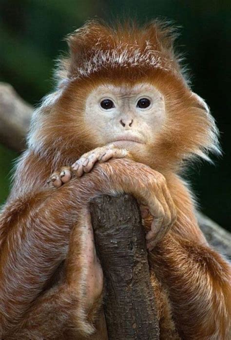 53 Funny Monkey Pictures That Prove Monkeys Are Just ...