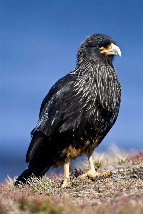 54 best Aves  Falconiformes images on Pinterest | Birds ...