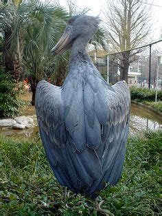 55 The Evil ideas | shoebill, shoebill stork, shoebill bird