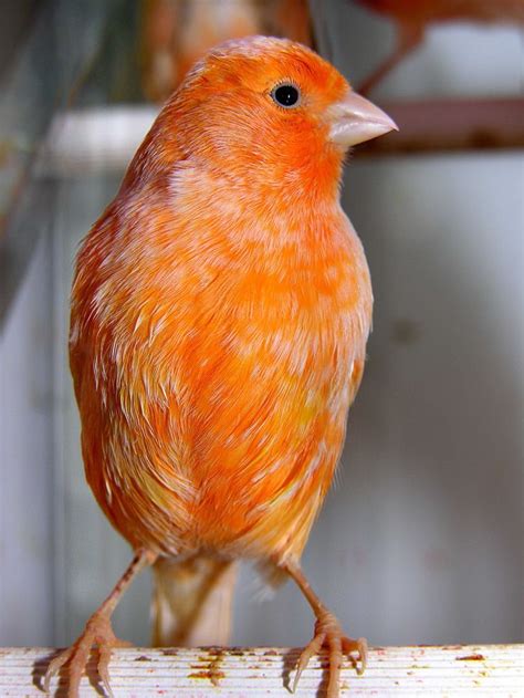 556 best images about Animales De Colores on Pinterest ...