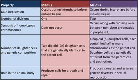 5th Period Biology: Mitosis vs. Meiosis Chart