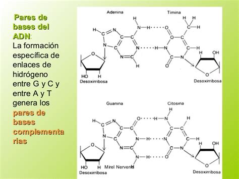 6.1 clasificacion general acidos nucleicos