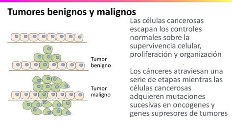 6.9   Señales, Oncogenes y Genes Supresores de Tumores | Nutrición y ...