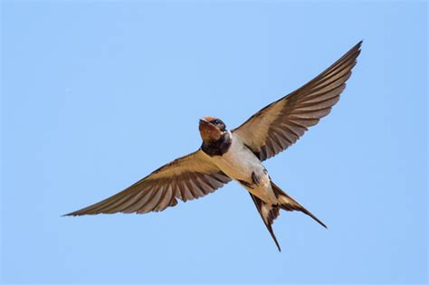 6 aves migratorias que debes conocer — Mis animales