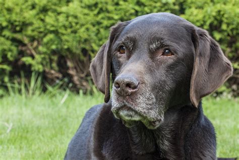 6 Caring Dog Lymphoma Treatment Tips | Canine Lymphoma ...