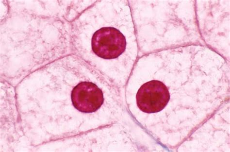 6 Cell Organelles | Britannica.com