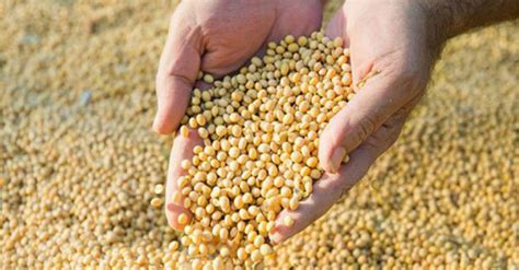 6 Contraindicaciones de la lecitina de soja e Consejos