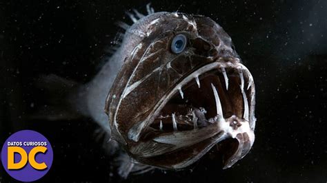 6 Criaturas Mas Peligrosas del Mar | Datos Curiosos   YouTube