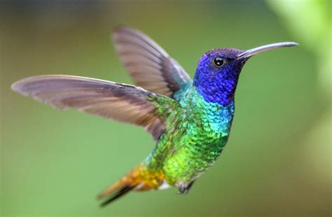 6 datos fantásticos sobre los colibríes, las aves multicolor de América ...
