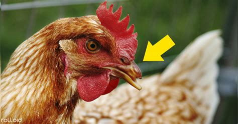 6 Datos fascinantes y curiosidades sobre las gallinas que no conocías