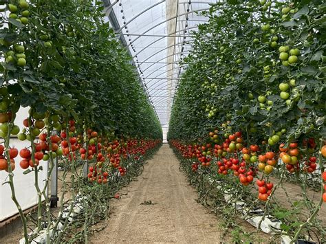 6 de cada 10 hortalizas que se comen los europeos se cultivan en los ...