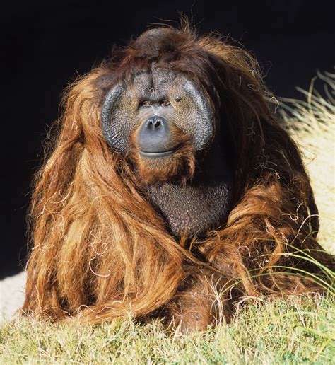 6 fascinating facts about California: hero orangutan and ...