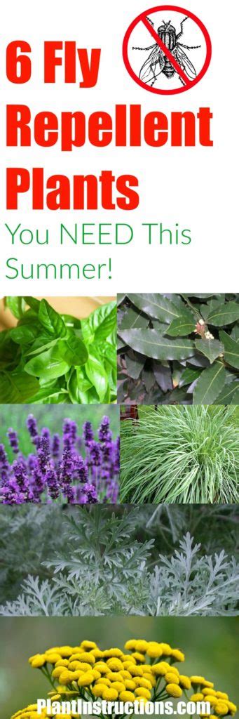 6 Fly Repellent Plants You Should Have Around Your Home ...