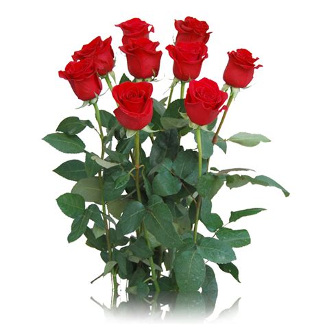 6 Fotos de rosas rojas – Descargar imágenes gratis