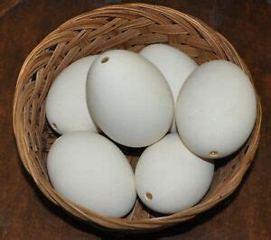 6 Goose Eggs Blown out for Crafts, Toulouse Goose Eggs for ...