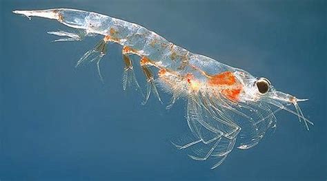 6 Health Benefits Of Krill Oil Supplement | Inlifehealthcare