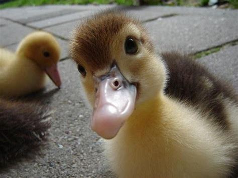 6 Horribles cosas sobre los Patos que no Sabías