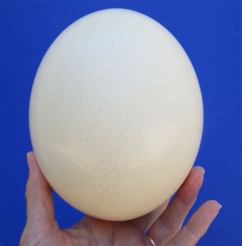 6 inches tall Ostrich Eggshell for Sale for Painting Eggs ...