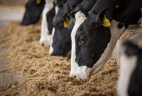 6 Innovations to Keep Dairy Cows Healthy | Animal Antibiotics