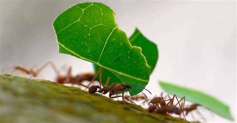 6 Insecticidas naturales para eliminar hormigas, caracoles ...