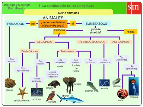 6. La biodiversidad Biología y Geología 1.º Bachillerato ...