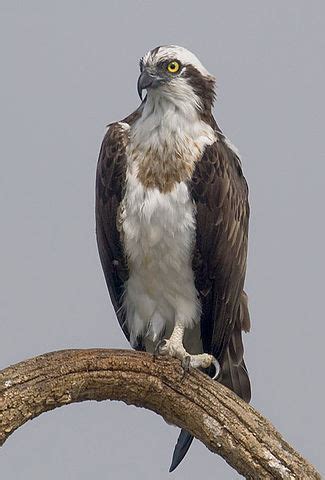 6 Largest Birds of Prey in North America   BioExpedition