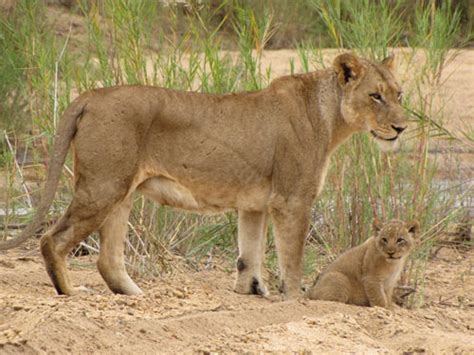 6 Live African Animal Cams That Bring The Safari To You