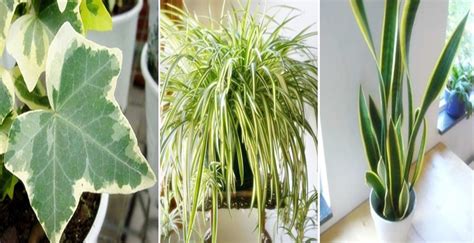 6 Melhores Plantas Para Se Ter Dentro de Casa e Purificar ...