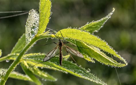 6 plantas antimosquitos que debes tener   Agrogojar viveros