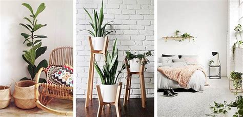 6 plantas de interior fáciles para decorar tu hogar