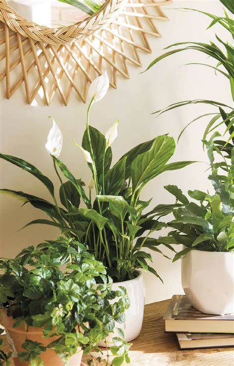 6 Plantas de interior ideales para decorar tu hogar durante todo el año