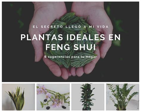 6 Plantas ideales para Feng Shui