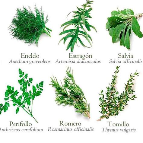 6 plantas medicinales para la salud y fáciles de conseguir ...