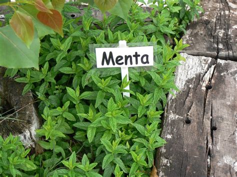 6 Plantas Medicinales que puedes Cultivar en Casa   Ecolisima ...
