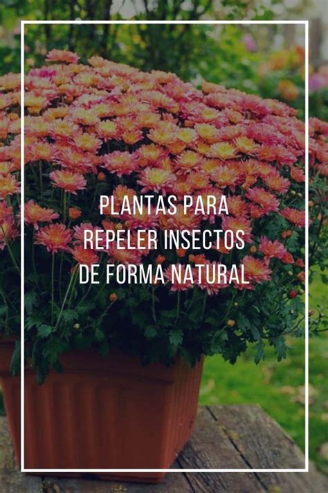 6 plantas para repeler insectos de forma natural | Plantas ...