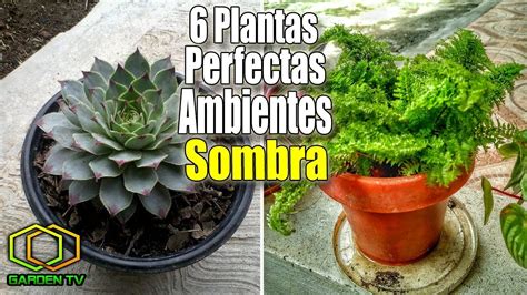 6 PLANTAS PERFECTAS PARA AMBIENTES DE SOMBRA   YouTube