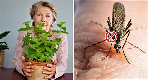6 plantas que alejan a los mosquitos de tu casa