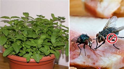 6 Plantas que alejan moscas e insectos de tu casa | Tu Salud Es Vida ....