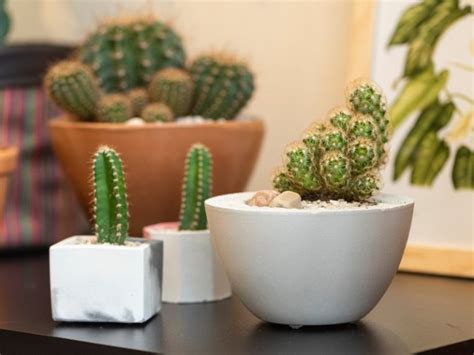 6 plantas que NO deberías tener dentro de casa