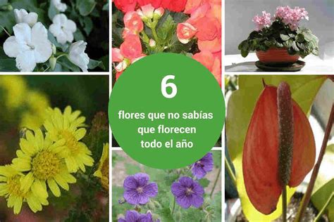 6 plantas que no sabías que florecen todo el año ...