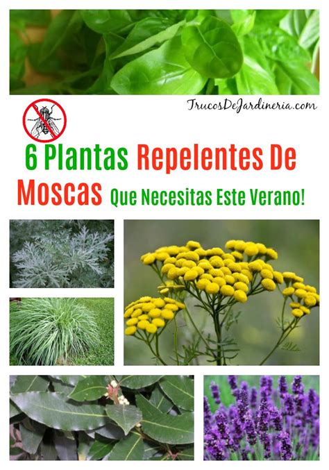 6 Plantas Repelentes De Moscas Que Deberías Tener ...