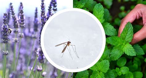 6 Plantas repelentes de mosquitos para mantener tu hogar limpio de insectos