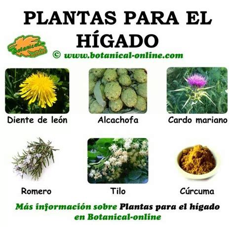 6 plantas saludables para el hígado