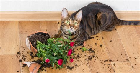 6 Plantas seguras para gatos que podemos tener en casa ...