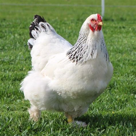 6 Razas de gallinas ponedoras   Todo Sobre Agricultura