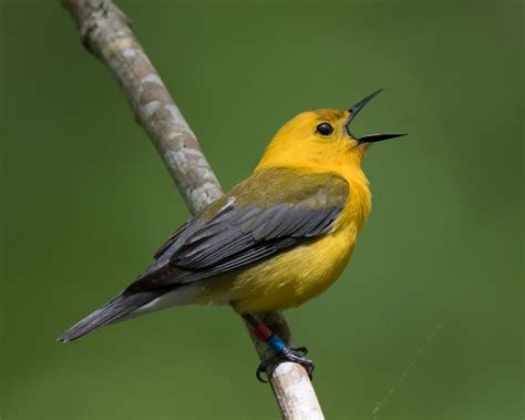 6 tipos de pájaros cantores — Mis animales